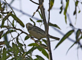 Black-throated Gray Warbler -  female_8871.jpg