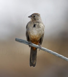 Canyon Towhee_9051.jpg