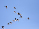 Sandhill Cranes_9199.jpg