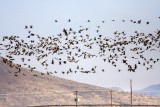 Sandhill Cranes_9673.jpg