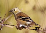 American Goldfinch_2367.jpg