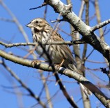 Song Sparrow_2396.jpg