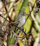 Empid Flycatcher_2646.jpg