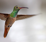 Buff-bellied Hummingbird_2780.jpg