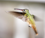 Buff-bellied Hummingbird_2873.jpg