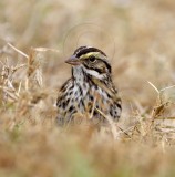Savannah Sparrow_2961.jpg
