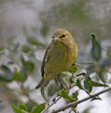 Orange-crowned Warbler_3032.jpg