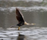 Anhinga - juvenile_3062.jpg