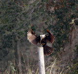 Anhinga - juvenile_3082.jpg