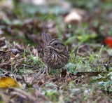 Lincolns Sparrow_2932.jpg