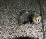 Virginia Opossum_4937.jpg