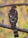 Coopers Hawk - juvenile_3217.jpg