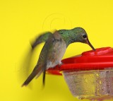 Buff-bellied Hummingbird_3265.jpg