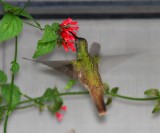 Buff-bellied Hummingbird_3280.jpg