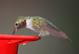 Broad-tailed Hummingbird - male_3389.jpg
