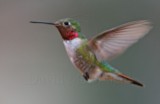 Broad-tailed Hummingbird - male_3378.jpg