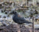 Rusty Blackbird - male - winter_3632.jpg