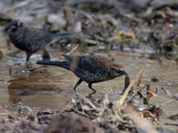Rusty Blackbird - male - 1st winter_3617.jpg