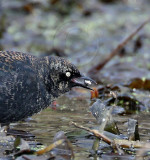 Rusty Blackbird - male - winter_3848.jpg