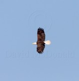 Bald Eagle - adult_4253.jpg