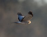 Northern Harrier - male_4986.jpg