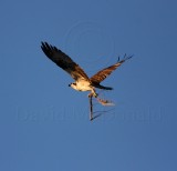 Osprey_4376.jpg