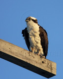 Osprey_4392.jpg