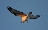 Osprey_4420.jpg