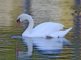 Mute Swan_5163.jpg