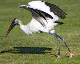 Wood Stork_4801.jpg