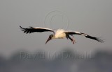 Wood Stork_5001.jpg