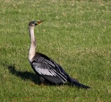 Anhinga_4824.jpg