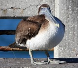 Brown Pelican - juvenile_4498.jpg