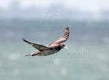 Northern Gannet - juvenile_3931.jpg