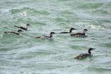 Common Loon_3915.jpg