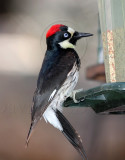 Acorn Woodpecker- female_5583.jpg