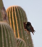 European Starling_5261.jpg