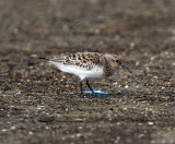 *Sanderling - breeding male_7265.jpg