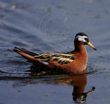 *Red Phalarope - female breeding_8282.jpg