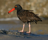 *Black Oystercatcher_4153.jpg