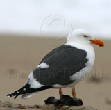 Western Gull - breeding adult_9595.jpg