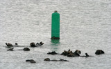 Sea Otter group_1172.jpg