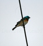 Lazuli Bunting - male_0063.jpg