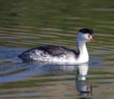 *Clarks Grebe - breeding_0094.jpg