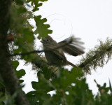 Oak Titmouse_0115.jpg