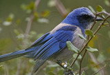 Florida Scrub-Jay_4017.jpg