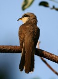 Mangrove Cuckoo_1853.jpg