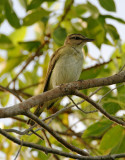 Black-whiskered Vireo_1834.jpg