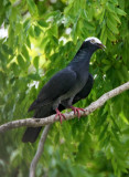 White-crowned Pigeon_2043.jpg