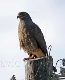 Snail Kite - male_4891.jpg